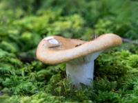 Pilz mit Nagestellen an sattelartigem Hut